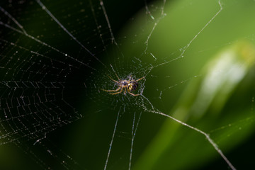 a small spider sits in the center of its web