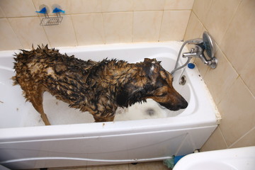 Bathing of the sad mixed breed dog. Dog taking a bubble bath. Grooming dog.