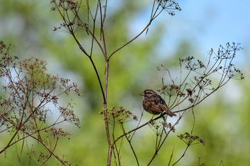 Song Sparrow