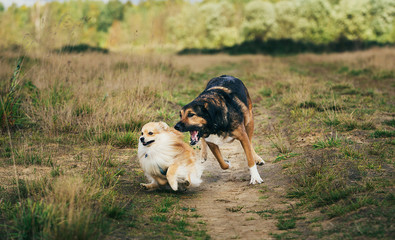 Two cute dogs, little pomeranian spitz, and large mongrel dog walking on a field in summer day.