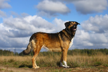 Portrait happy mongrel dog walking on sunny green field.