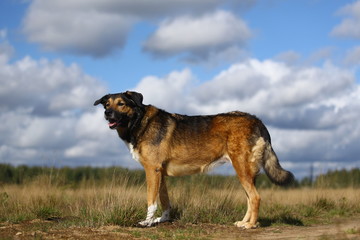 Portrait happy mongrel dog walking on sunny green field.