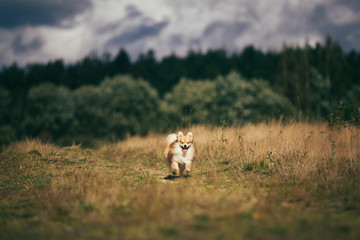Beautiful pomeranian spitz orange color. Nice friendly dog pet walks on a field in the autumn season.