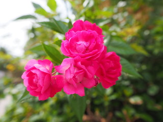 pink rose in the garden