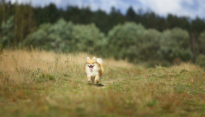 Beautiful pomeranian spitz orange color. Nice friendly dog pet walks on a field in the autumn season.