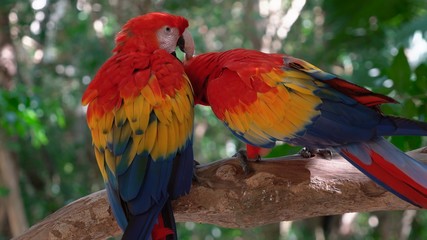 parrot on branch