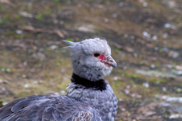 faisan gris
