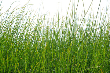 Green grass in the nature