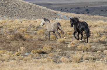 Wild Horses in Utah in winter
