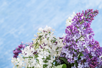 Branches of violet lilac flowers on blue sky background. Natural floral fon or postcard. Spring concept. Selective focus.