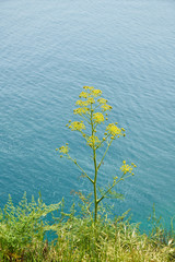 Flowering plants in the nature