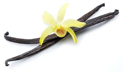 Dried vanilla pods and orchid vanilla flower on white background.