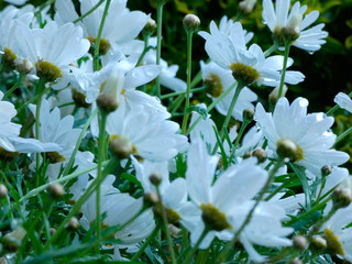 Margaritas en primavera en un jardín doméstido