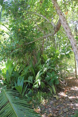 Obraz premium North island seychelles beach Indian Ocean palms