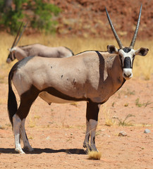 Gemsbock or gemsbuck (Oryx gazella) Namib-Naukluft National Park is a national park of Namibia ...