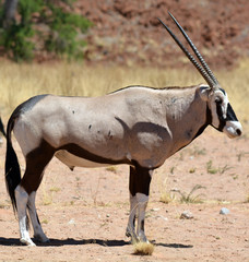 Gemsbock or gemsbuck (Oryx gazella) Namib-Naukluft National Park is a national park of Namibia ...
