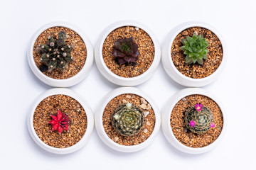 Cactus and succulent plants in white pot, Top view