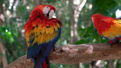 parrot on a branch