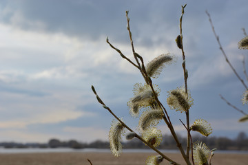 Naklejka premium Young spring buds on a willow branch close up against the background of the field and sky