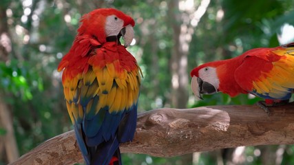 parrot on a branch