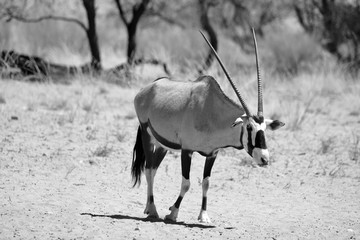 Gemsbock or gemsbuck (Oryx gazella) Namib-Naukluft National Park is a national park of Namibia ...
