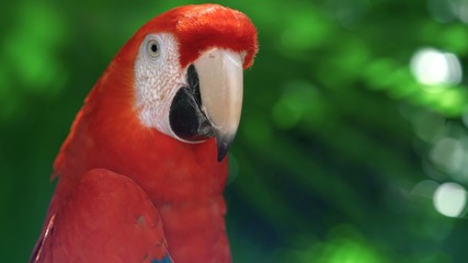 parrot