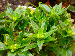 Flores y plantas de jardín
