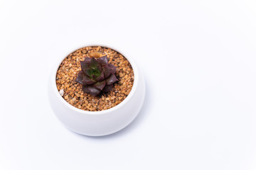 Echeveria Purpusorum Or Superblum Mini succulent in white pot on white background.
