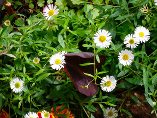 Margaritas en primavera en un jardín doméstido