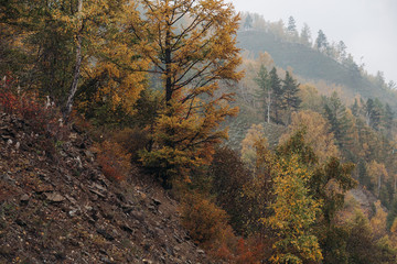 Fototapeta premium Beautiful autumn forest in stone of mount