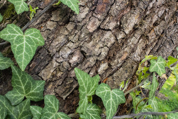 Leaves of Ivy climbing the bark of a tree trunk