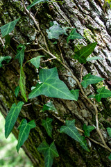 Leaves of Ivy climbing the bark of a tree trunk