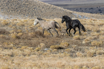 Wild Horses in Utah in winter