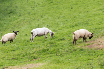 Obraz na płótnie Canvas Idillic landscape with sheep, lambs, ram on a perfect juicy green grass fields and hills near ocean