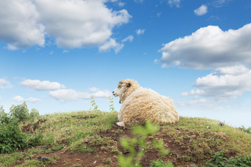 Idillic landscape with sheep, lambs, ram on a perfect juicy green grass fields and hills near ocean
