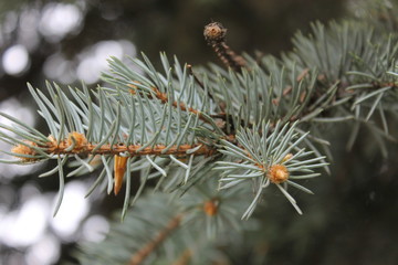 Naklejka na ściany i meble spruce, spruce branch, green tree