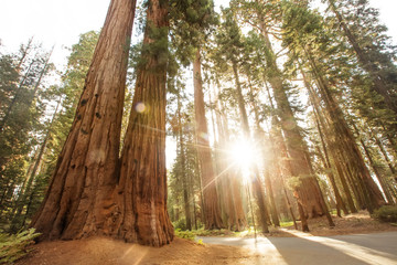 Sunset in Sequoia national park in California, USA
