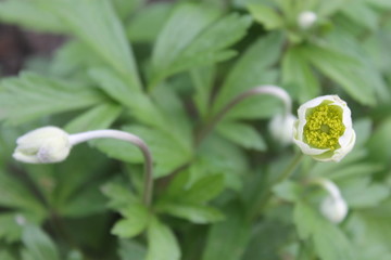  wild flowers, spring first flowers, inflorescence, white flowers