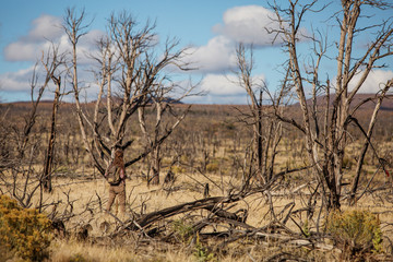 Fototapeta premium Kobieta w lesie martwych drzew