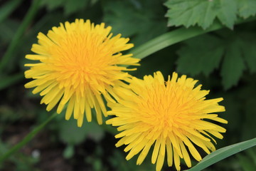dandelions, yellow flowers, spring flowers