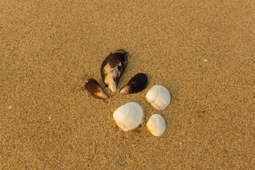 six large white and brown shells close up on a blurry yellow sand with small shells
