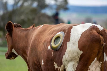 Poster Veterinaire behandeling van runderen. Buiten achteraanzicht van bruine en witte koe met een pensfistelgat aan de zijkant als gevolg van problemen met de spijsvertering. © Pebo