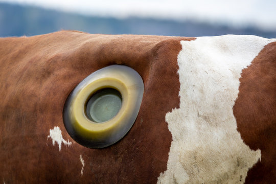 Veterinary treatment of cattle. Outdoor closeup of brown and white cow with a rumen fistula hole on the side due to indigestion issue.