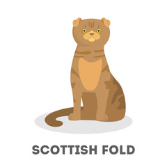 Scottish fold breed. Cute adorable cat, domestic friendly pet