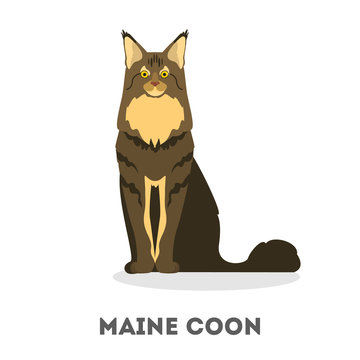 Maine coon cat. Cute furry animal. Domestic pet