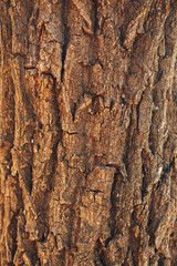 The texture of the tree bark. Pine. Background