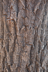 The texture of the tree bark. Pine. Background