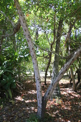 North island seychelles beach Indian Ocean palms