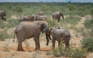 Obraz premium Namibia, Elephants in the african evening sun