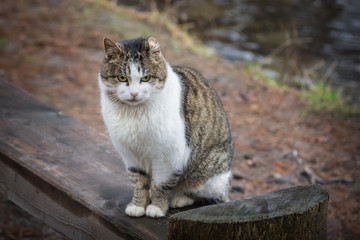 The wild cat in a  park. Background for desing.